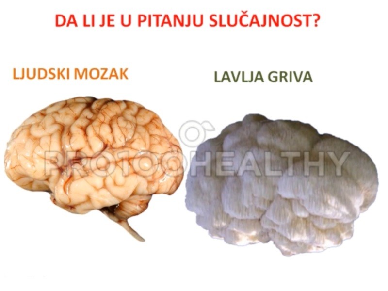 Šta je medicinska lavlja gljiva i zašto treba da je koristite?